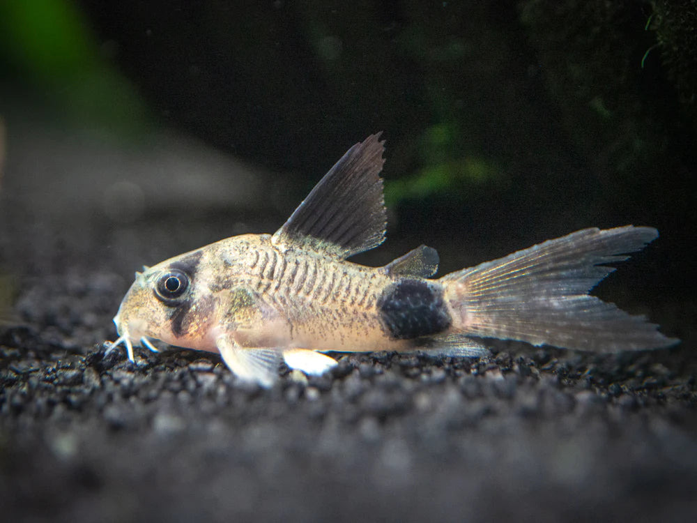 Hifin Panda Corydoras