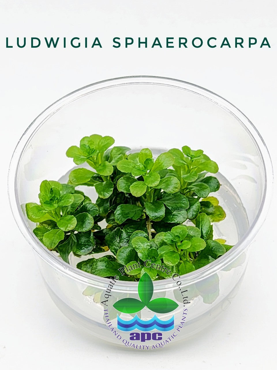 Ludwigia sphaerocarpa T/C CUP
