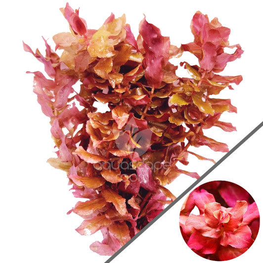 Rotala macranda shimoga