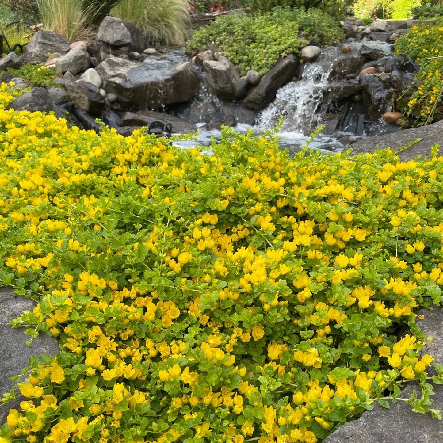 Lysimachia nummularia Aurea (Creeping Jenny)