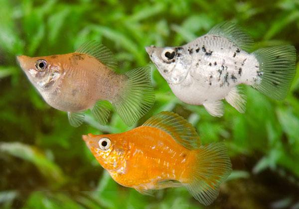 Assorted Balloon Molly Lyretail (Poecilia sphenops)