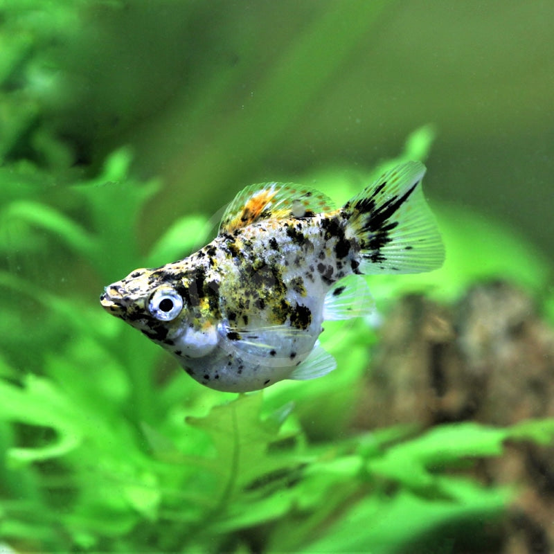 Balloon Calico Molly (Marble) (Poecilia sphenops)