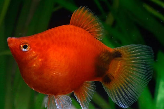 Balloon Micky Platy ( Xiphophorus maculatus )