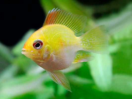 Golden Balloon Ram