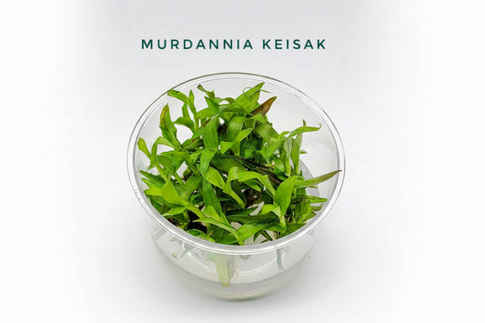 Murdannia keisak T/C CUP