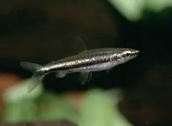 Nannostomus marilynae - Green stripe pencil fish