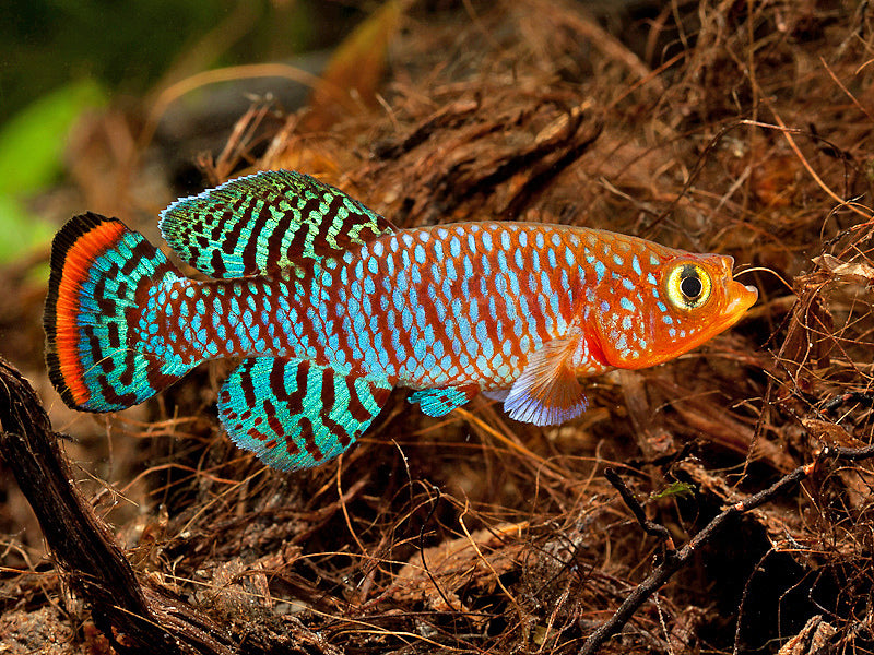 Rochow's Notho Pairs - Nothobranchius rachovi