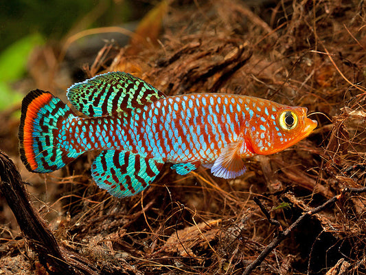 Rochow's Notho Pairs - Nothobranchius rachovi