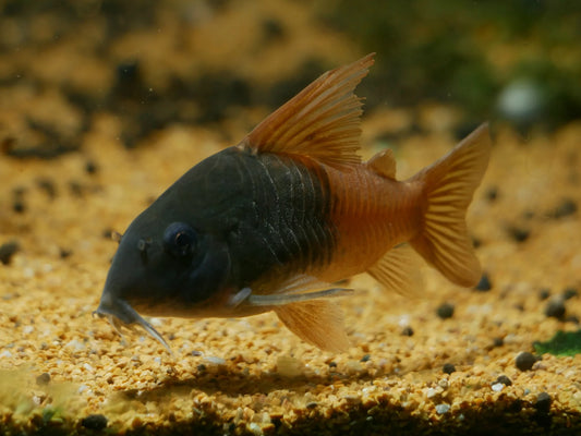 Rio Tomo Concolor Cory CW217 (Hoplisoma concolor)