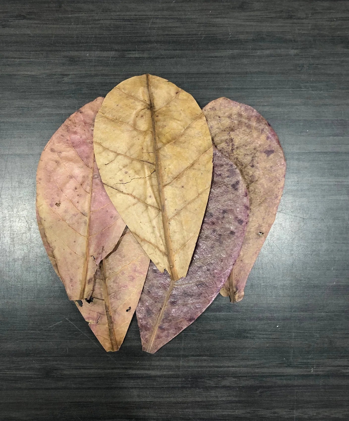 Almond Leaf