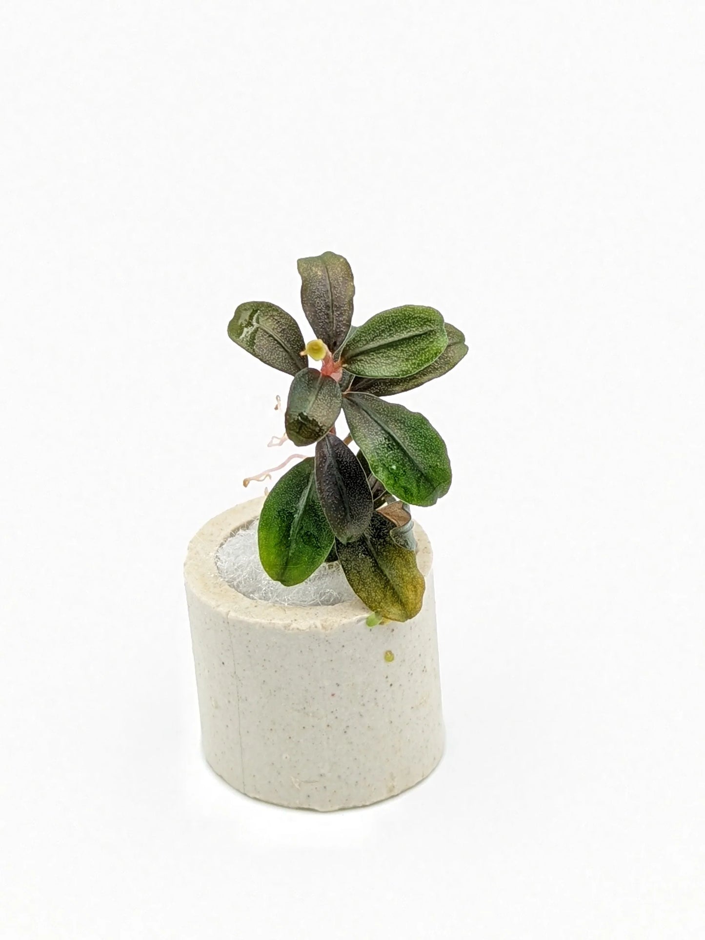 Bucephalandra brownie kapuas