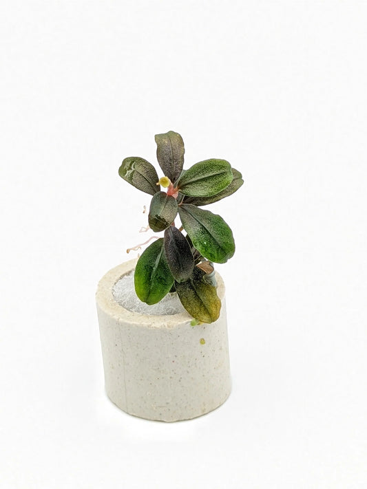 Bucephalandra brownie kapuas