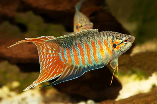 Tiger paradise gourami