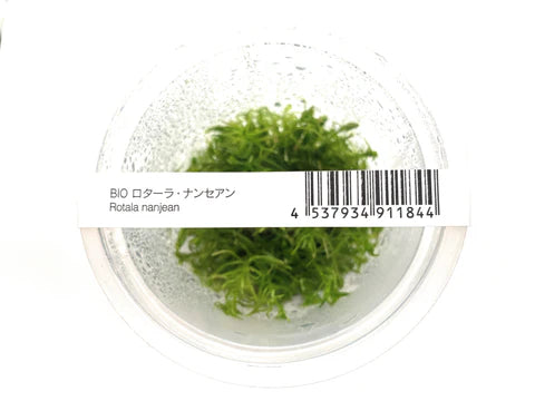 IC400	Rotala nanjean