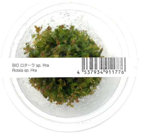 IC043	Rotala rotundifolia 	'Hra'