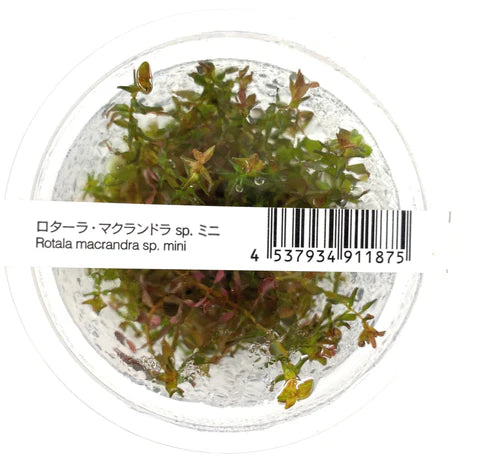 IC438	Rotala Macrandra sp. Mini