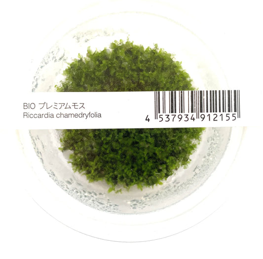 IC821	Riccardia chamedryfolia (Coral moss)