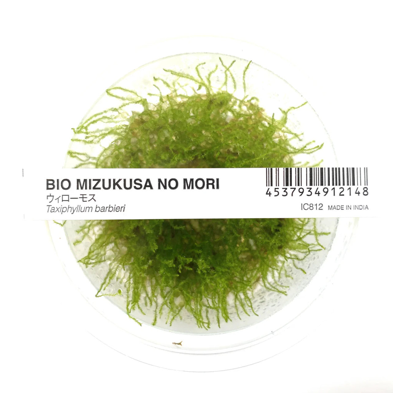 IC812 Taxiphyllum barbieri (java moss)
