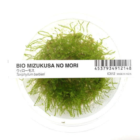 IC812 Taxiphyllum barbieri (java moss)