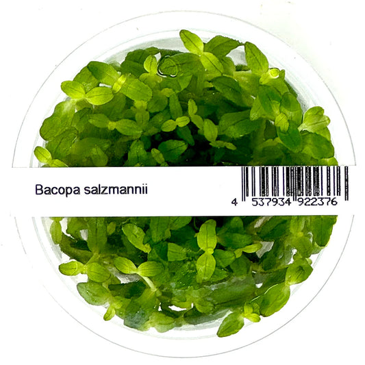 IC472	Bacopa salzmannii