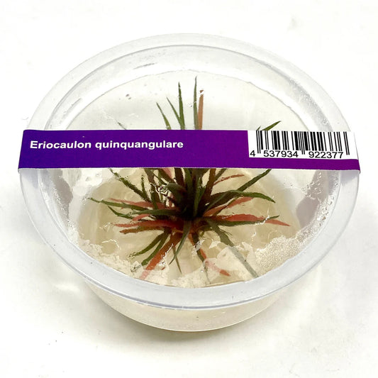 IC466	Eriocaulon quinquangulare (King Krimson)