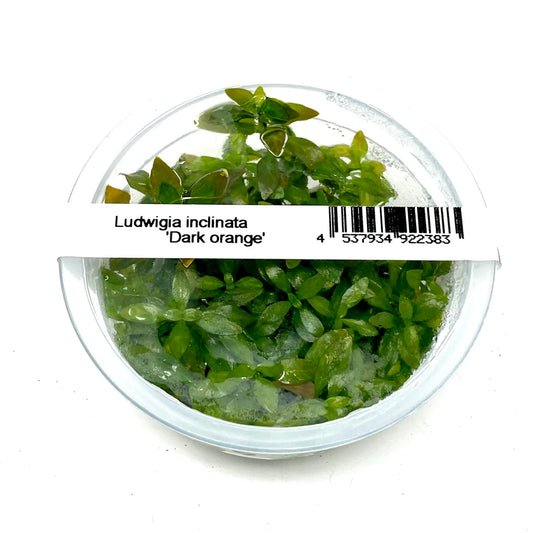 IC442	Ludwigia inclinata	 'Dark Orange'