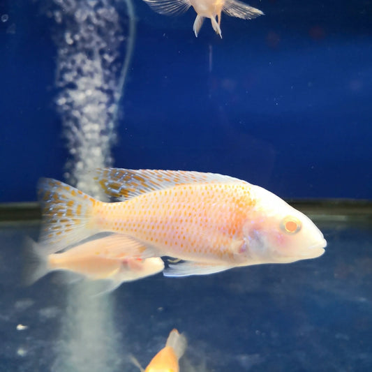 Albino Electric Blue Hap ali