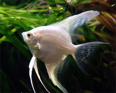 Platinum Angel (Pterophyllum Scalare)