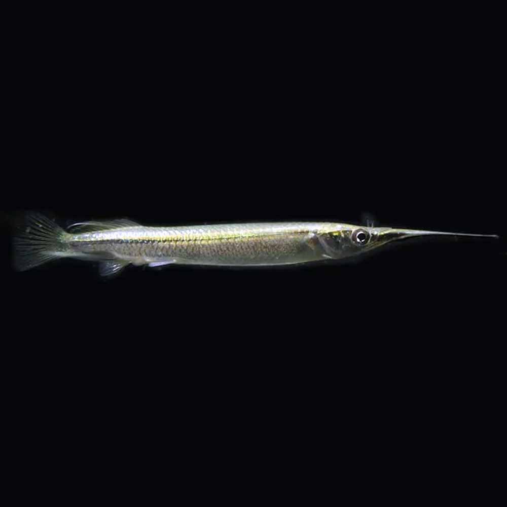 Platinum Half Beak (Dermogenys Pusilla)