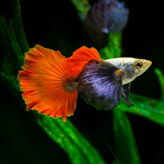 Platinum Red Tail guppy
