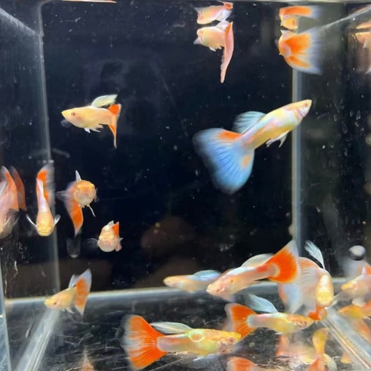 Blue fire tail guppy Pair