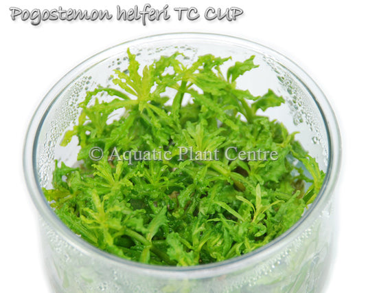 Pogostemon Helferi T/C CUP
