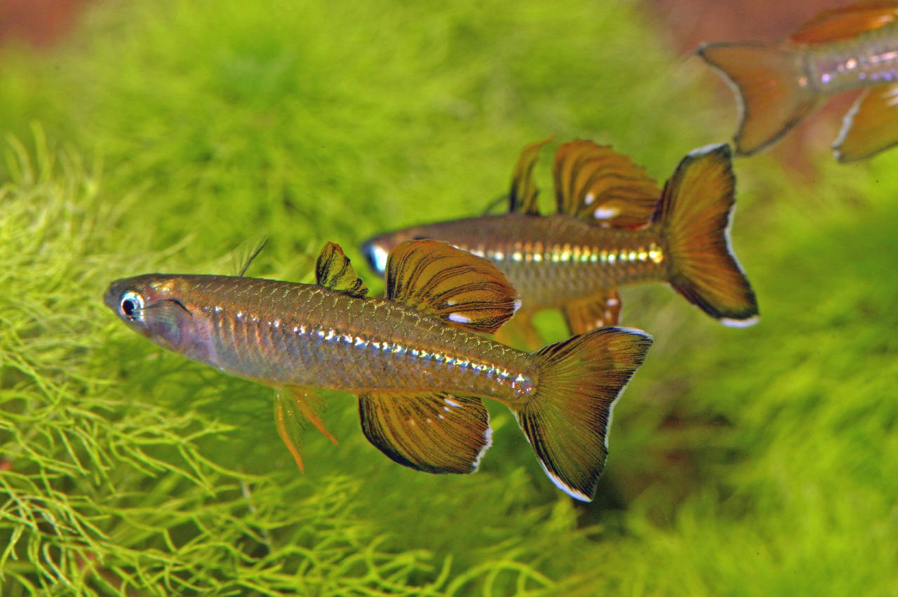 Delicate Blue-eye Rainbowfish (Pseudomugil tenellus)