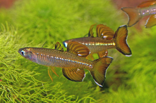 Delicate Blue-eye Rainbowfish (Pseudomugil tenellus)