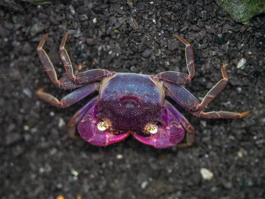 Purple Vampire Crab (Bogorensis)