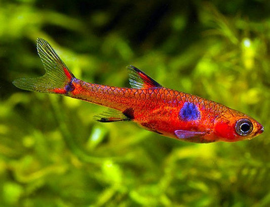 Rasbora/Danio – Aquapets ( KowloonAquarium)