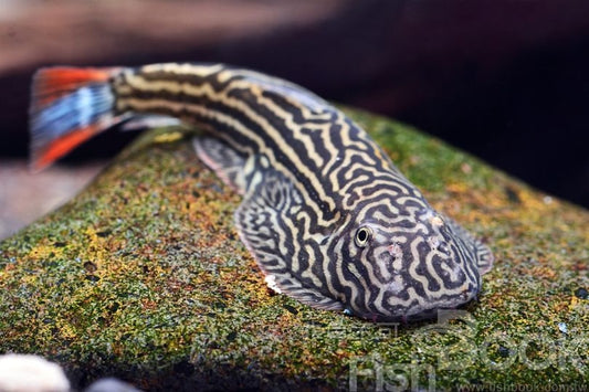 Imperial Red Zebra Hillstream Loach（Gastromyzon sp" Imperial Red"）（SUPER RARE!!!)