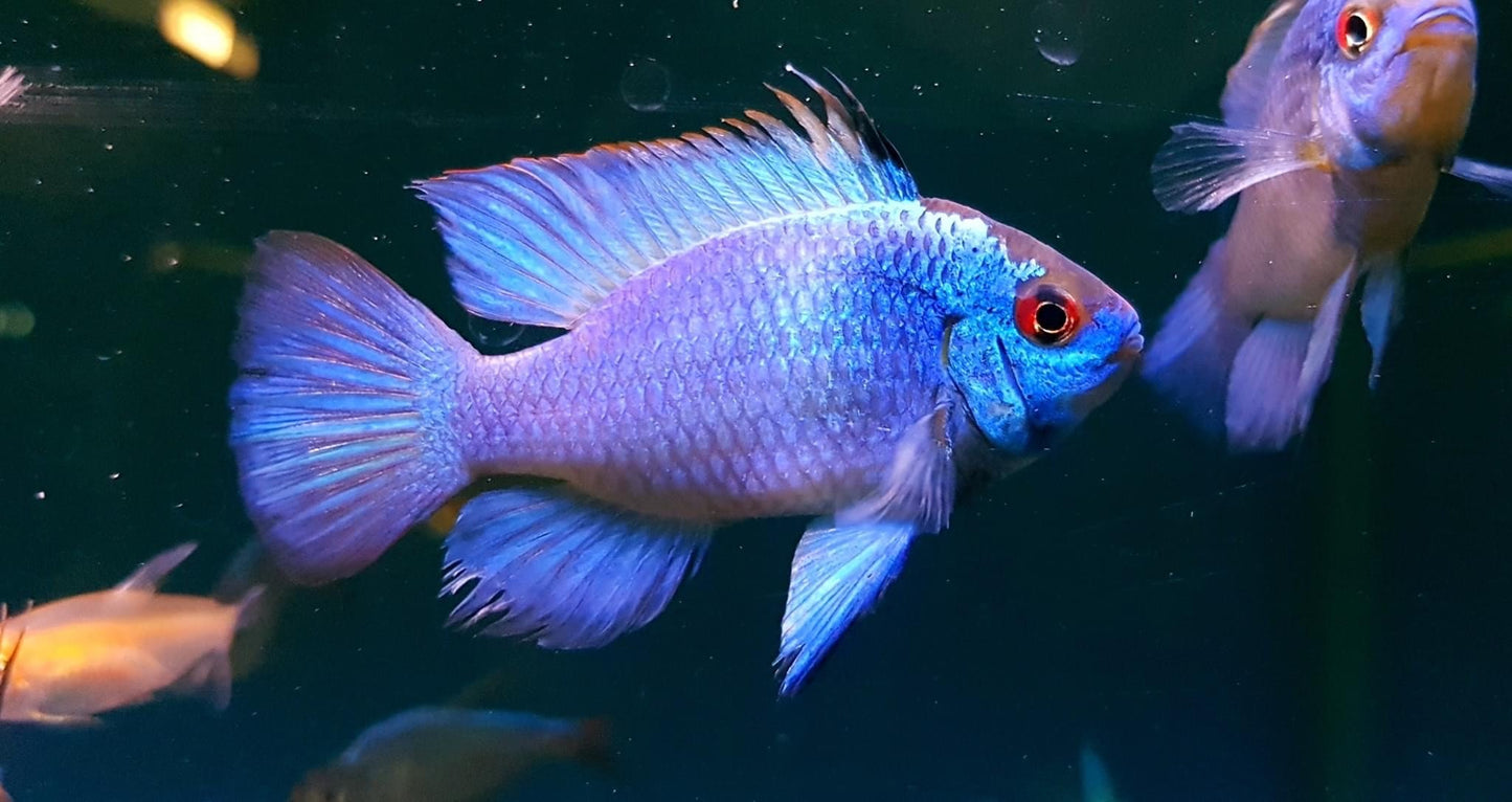 Electric Blue Ram (Papilochromis ramirezi)