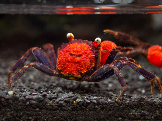 Red Devil Vampire Crab