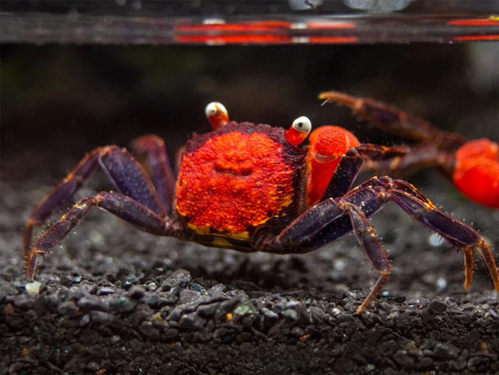 Red Devil Vampire Crab – Aquapets ( KowloonAquarium)