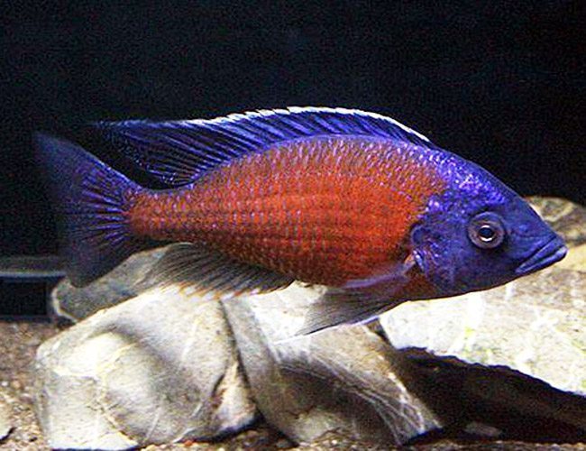 Red Fin Cod Red Fin Borleyi – Aquapets ( KowloonAquarium)