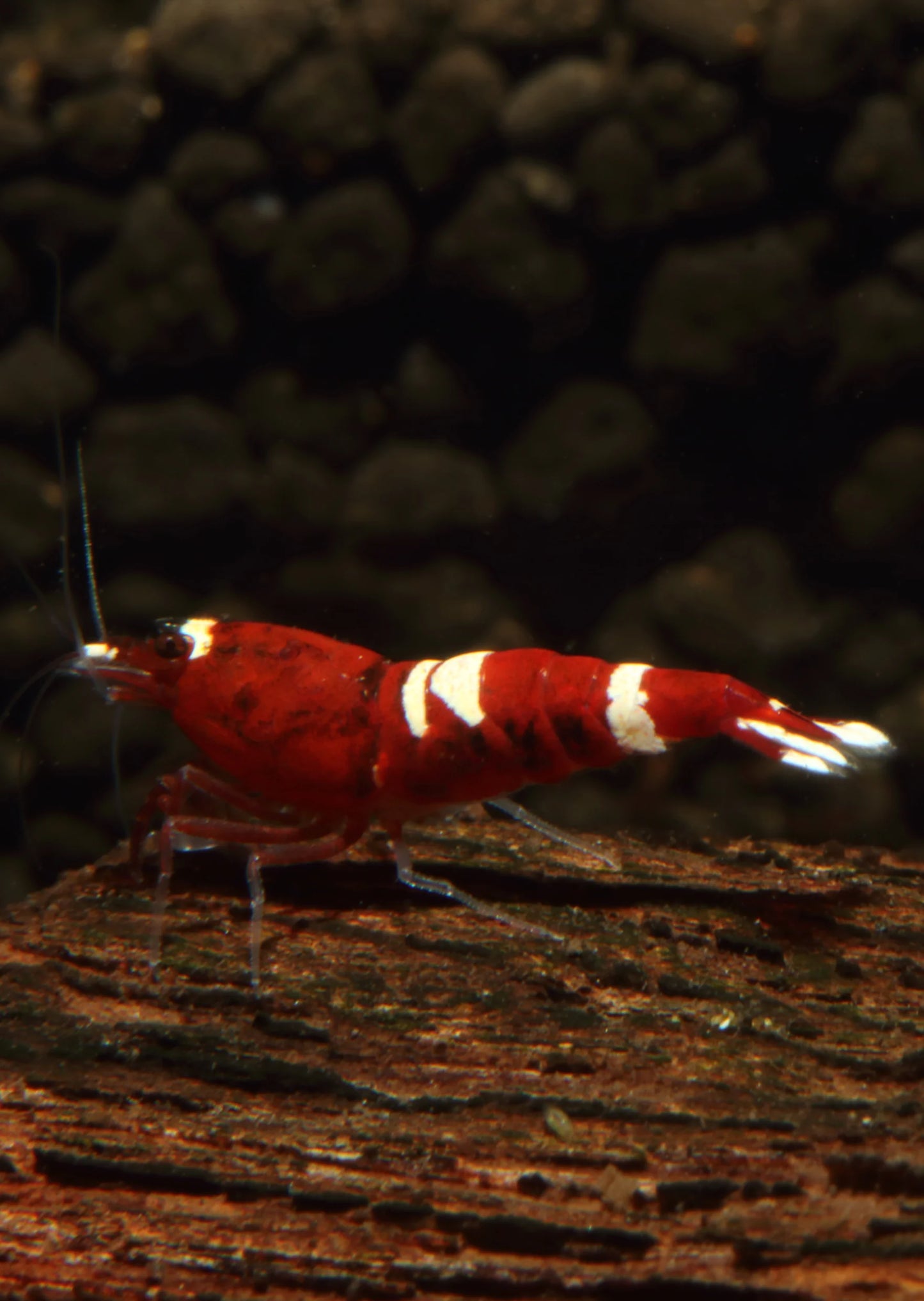 Red King Kong Shrimp (Caridina cf. cantonensis)