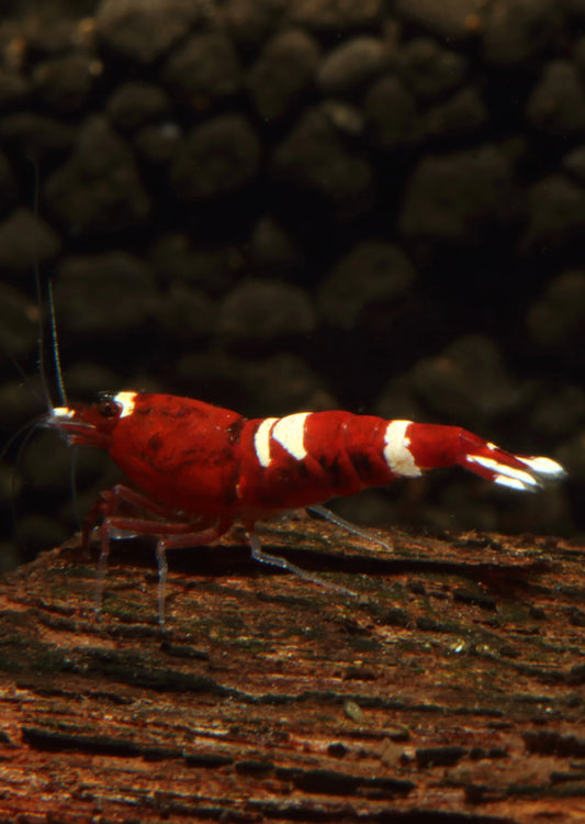 Red King Kong Shrimp (Caridina cf. cantonensis)