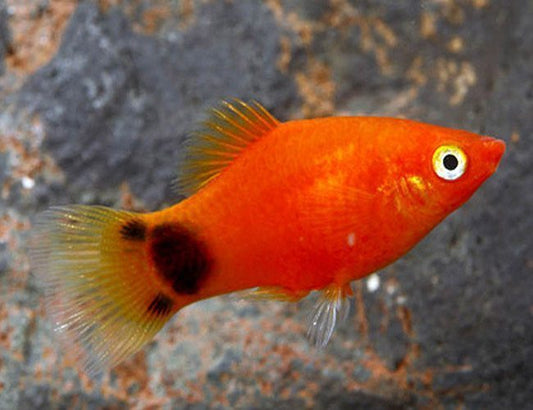Red Mickey Platy ( Xiphophorus maculatus ) (Copy)