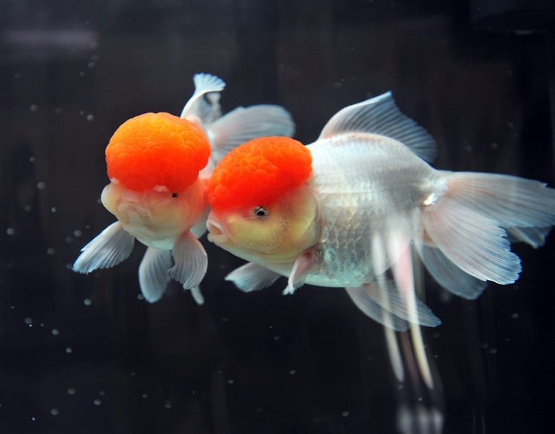 Red Cap Oranda