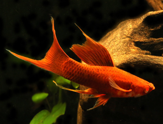 Red Eye Blood Red Highfin Lyretail(Xiphophorus hellerii )