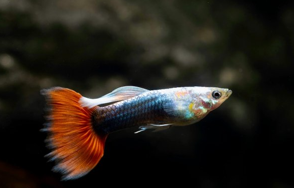 Red Neon Guppy (Poecilia Reticulata)
