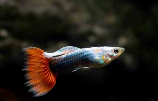 Red Neon Guppy (Poecilia Reticulata)