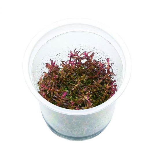 Rotala macrandra mini butterfly T/C CUP