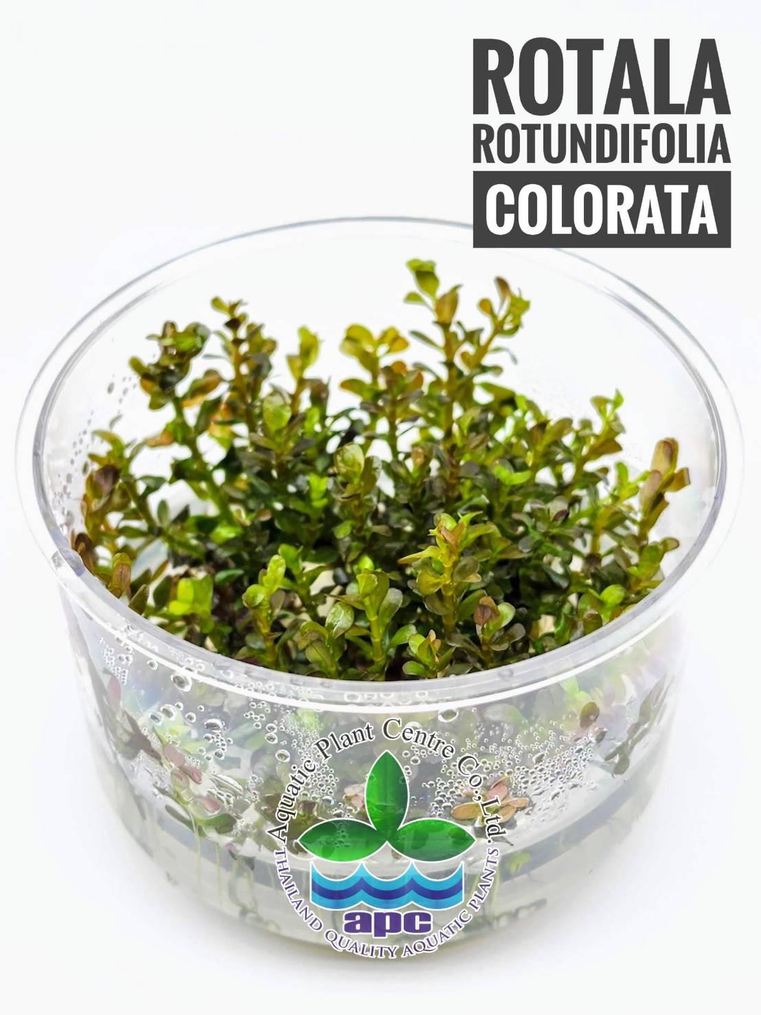 Rotala rotundifolia sp. colorata T/C CUP
